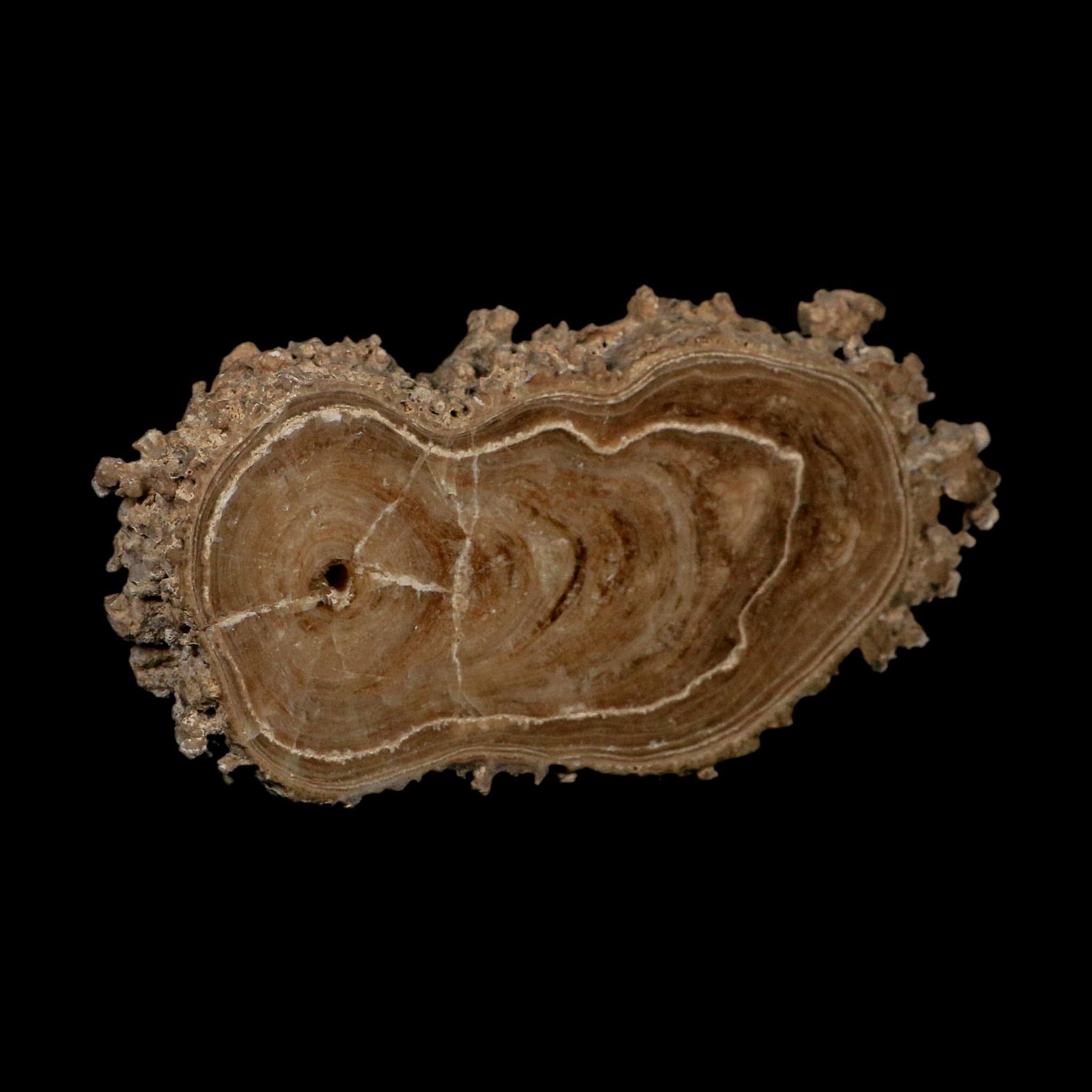 4.8" Aragonite Stalactite Slice Cave Calcite Crystal Mineral Specimen Morocco