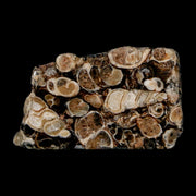 1.9" Polished Cut Slab Of Fossil Turritella Shells Eocene Age Wyoming Gastropod Shells