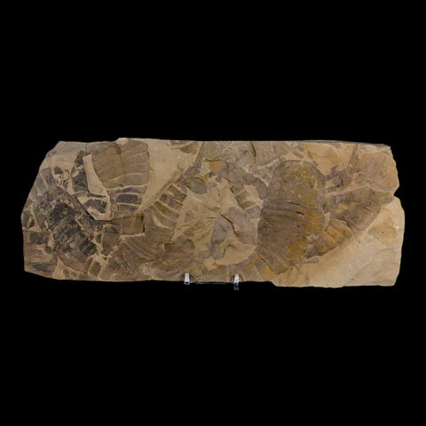 12.2" Eurypterus Sea Scorpion Fossil Mortality Plate Eurypterid Silurian Age New York Stand - Fossil Age Minerals