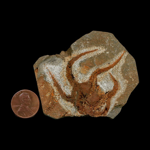 2" Brittlestar Ophiura Sp Starfish Fossil Ordovician Age Morocco COA - Fossil Age Minerals