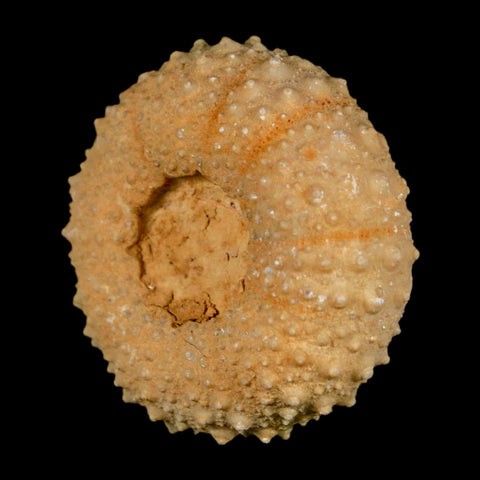 40MM Detailed Fossil Tetragramma Marticense Sea Urchin Echinoid Cretaceous