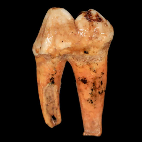 1.4" Extinct Cave Bear Ursus Spelaeus Pre-Molar Tooth Rooted Pleistocene Age COA - Fossil Age Minerals