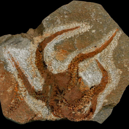 2" Brittlestar Ophiura Sp Starfish Fossil Ordovician Age Morocco COA