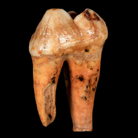 1.4" Extinct Cave Bear Ursus Spelaeus Pre-Molar Tooth Rooted Pleistocene Age COA - Fossil Age Minerals