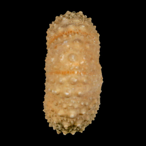 40MM Detailed Fossil Tetragramma Marticense Sea Urchin Echinoid Cretaceous
