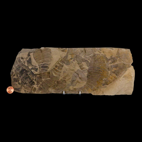 12.2" Eurypterus Sea Scorpion Fossil Mortality Plate Eurypterid Silurian Age New York Stand - Fossil Age Minerals