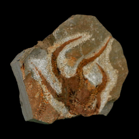 2" Brittlestar Ophiura Sp Starfish Fossil Ordovician Age Morocco COA - Fossil Age Minerals