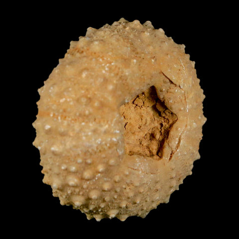 40MM Detailed Fossil Tetragramma Marticense Sea Urchin Echinoid Cretaceous