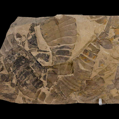 12.2" Eurypterus Sea Scorpion Fossil Mortality Plate Eurypterid Silurian Age New York Stand - Fossil Age Minerals