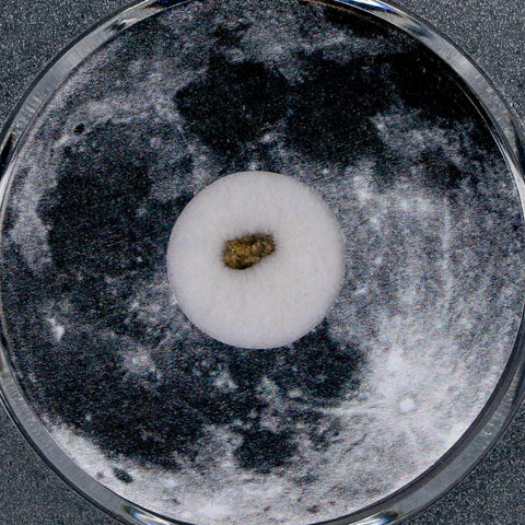 Moon Rock Lunar Meteorite Bechar 003 Algerian Sahara Desert Discovered 2022 COA