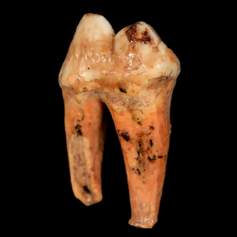 1.4" Extinct Cave Bear Ursus Spelaeus Pre-Molar Tooth Rooted Pleistocene Age COA - Fossil Age Minerals