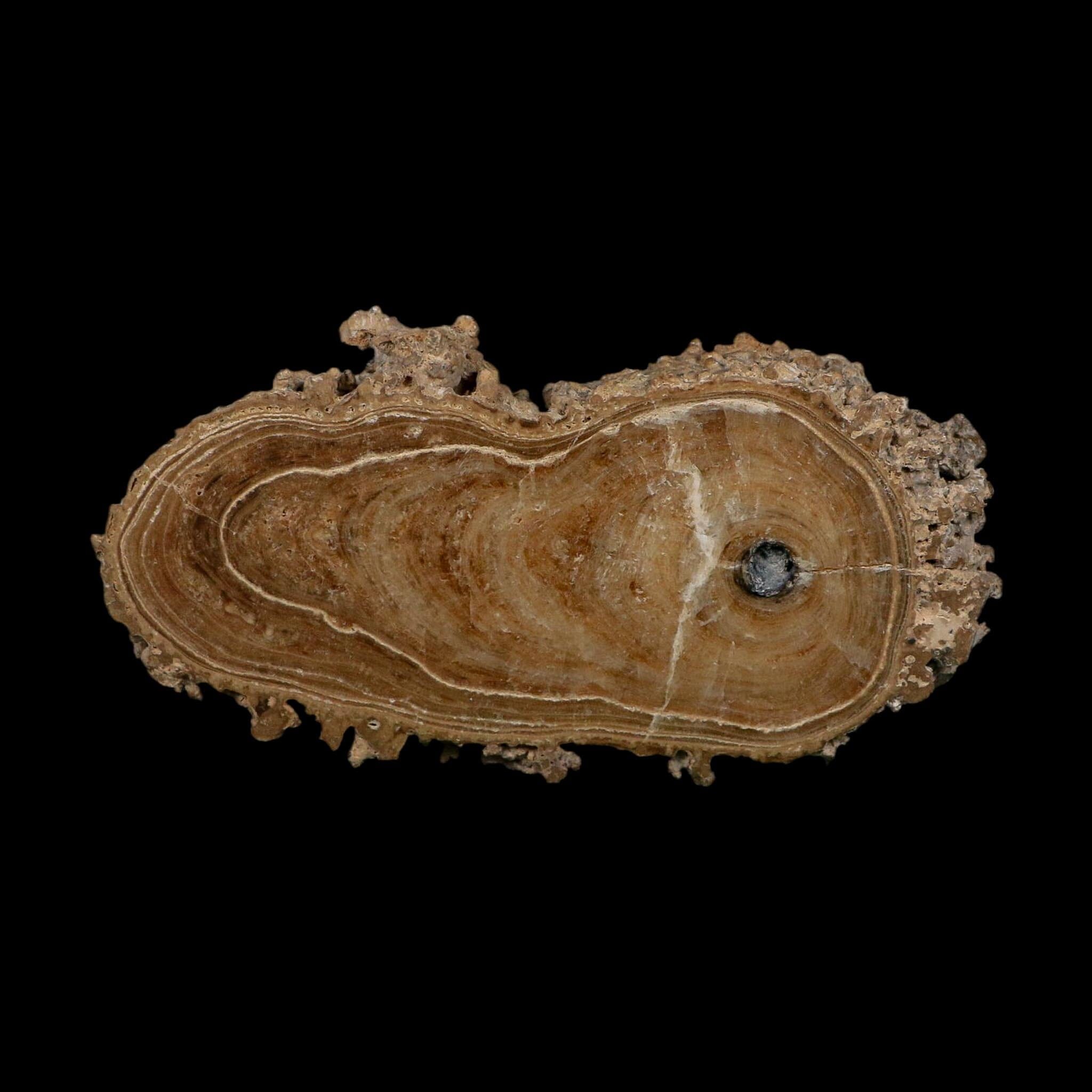 4.6" Aragonite Stalactite Slice Cave Calcite Crystal Mineral Specimen Morocco