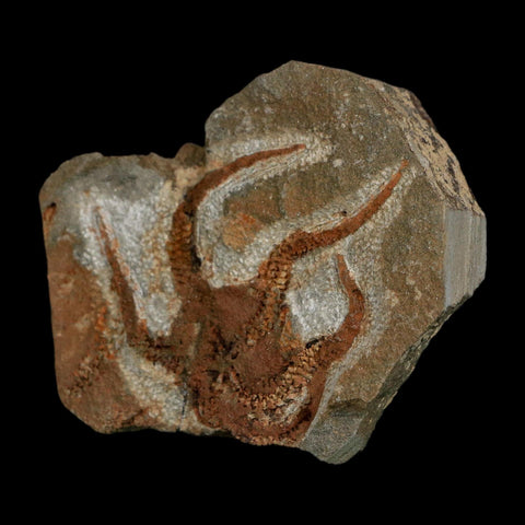 2" Brittlestar Ophiura Sp Starfish Fossil Ordovician Age Morocco COA - Fossil Age Minerals