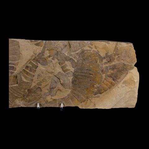 12.2" Eurypterus Sea Scorpion Fossil Mortality Plate Eurypterid Silurian Age New York Stand - Fossil Age Minerals