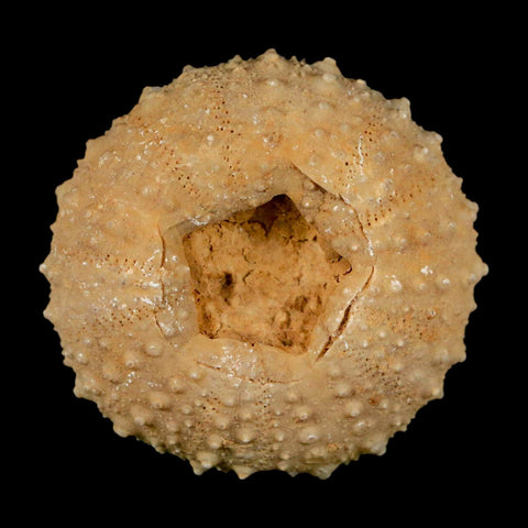 40MM Detailed Fossil Tetragramma Marticense Sea Urchin Echinoid Cretaceous