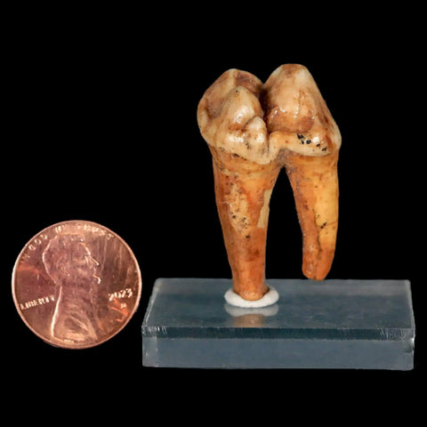 1.4" Extinct Cave Bear Ursus Spelaeus Pre-Molar Tooth Rooted Pleistocene Age COA - Fossil Age Minerals