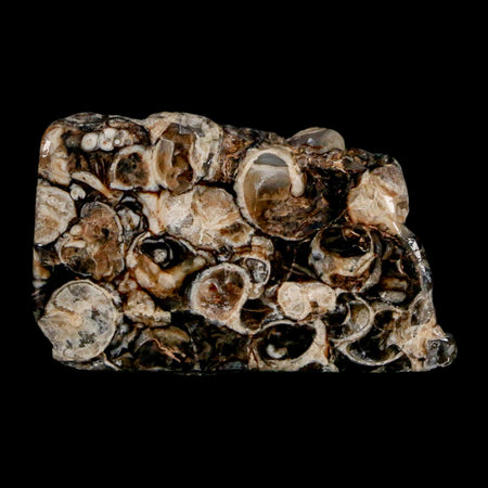 1.9" Polished Cut Slab Of Fossil Turritella Shells Eocene Age Wyoming Gastropod Shells