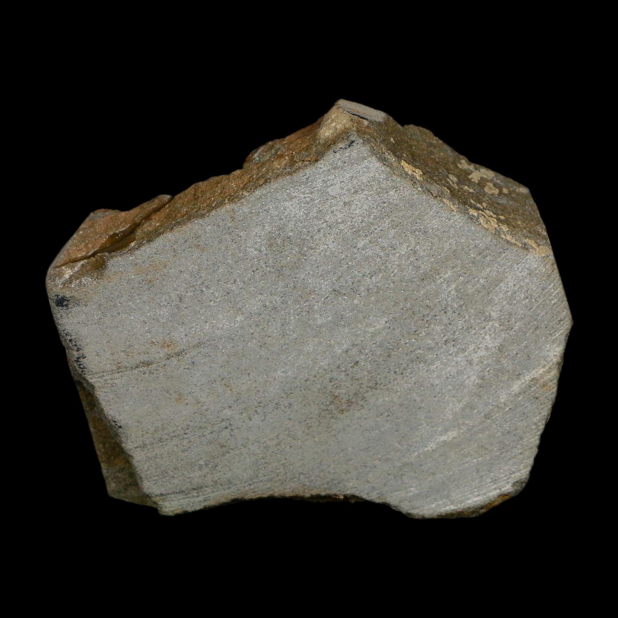 2" Brittlestar Ophiura Sp Starfish Fossil Ordovician Age Morocco COA - Fossil Age Minerals