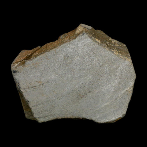 2" Brittlestar Ophiura Sp Starfish Fossil Ordovician Age Morocco COA - Fossil Age Minerals
