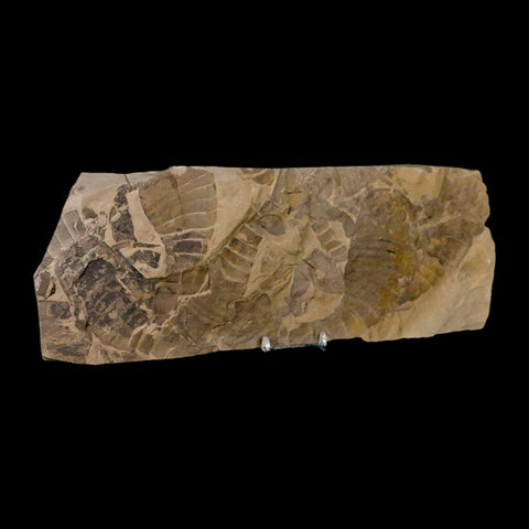 12.2" Eurypterus Sea Scorpion Fossil Mortality Plate Eurypterid Silurian Age New York Stand - Fossil Age Minerals