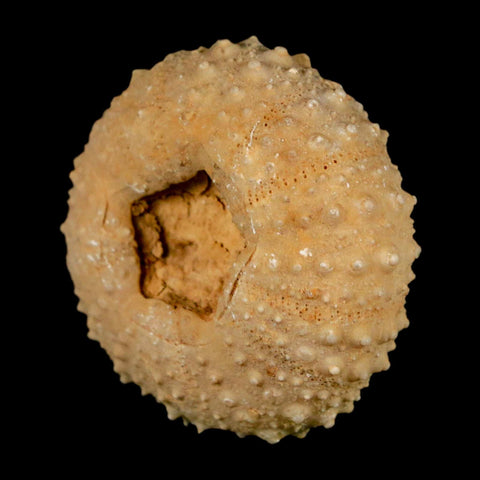 40MM Detailed Fossil Tetragramma Marticense Sea Urchin Echinoid Cretaceous