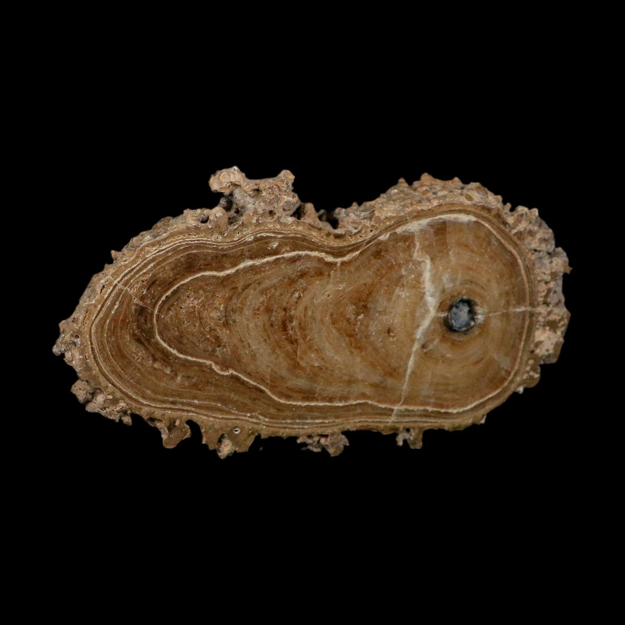 4.6" Aragonite Stalactite Slice Cave Calcite Crystal Mineral Specimen Morocco