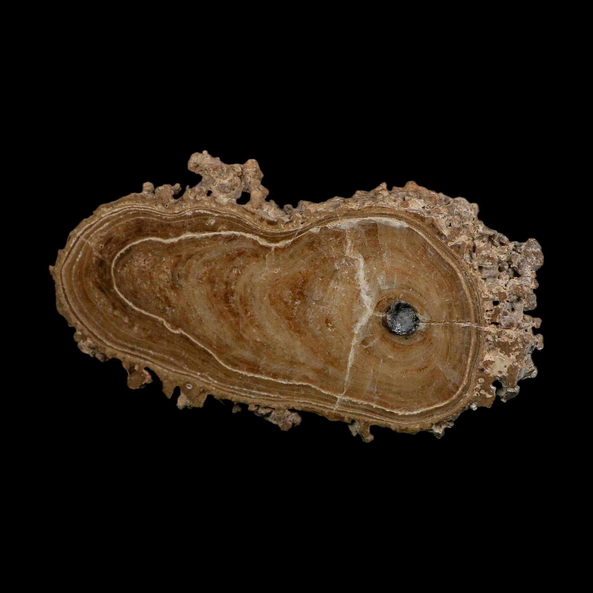 4.6" Aragonite Stalactite Slice Cave Calcite Crystal Mineral Specimen Morocco