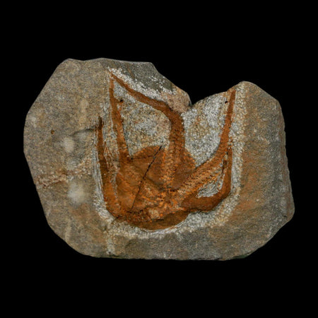 1.7" Brittlestar Ophiura Sp Starfish Fossil Ordovician Age Morocco COA