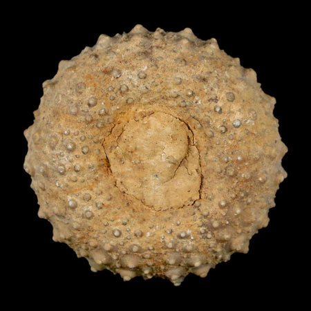 37MM Detailed Fossil Tetragramma Marticense Sea Urchin Echinoid Cretaceous