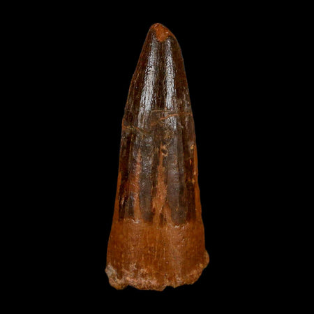 1.6" Spinosaurus Fossil Tooth 100 Million Years Old Cretaceous Dinosaur COA Stand