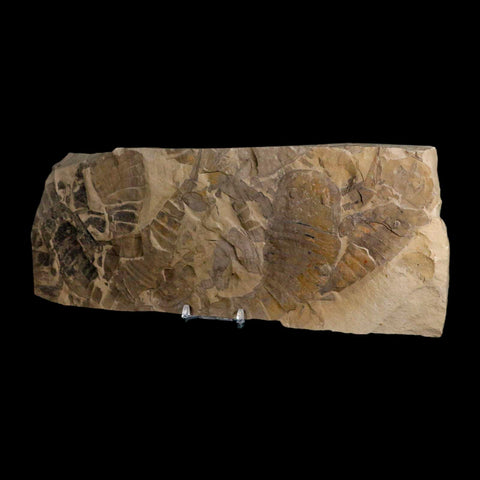 12.2" Eurypterus Sea Scorpion Fossil Mortality Plate Eurypterid Silurian Age New York Stand - Fossil Age Minerals