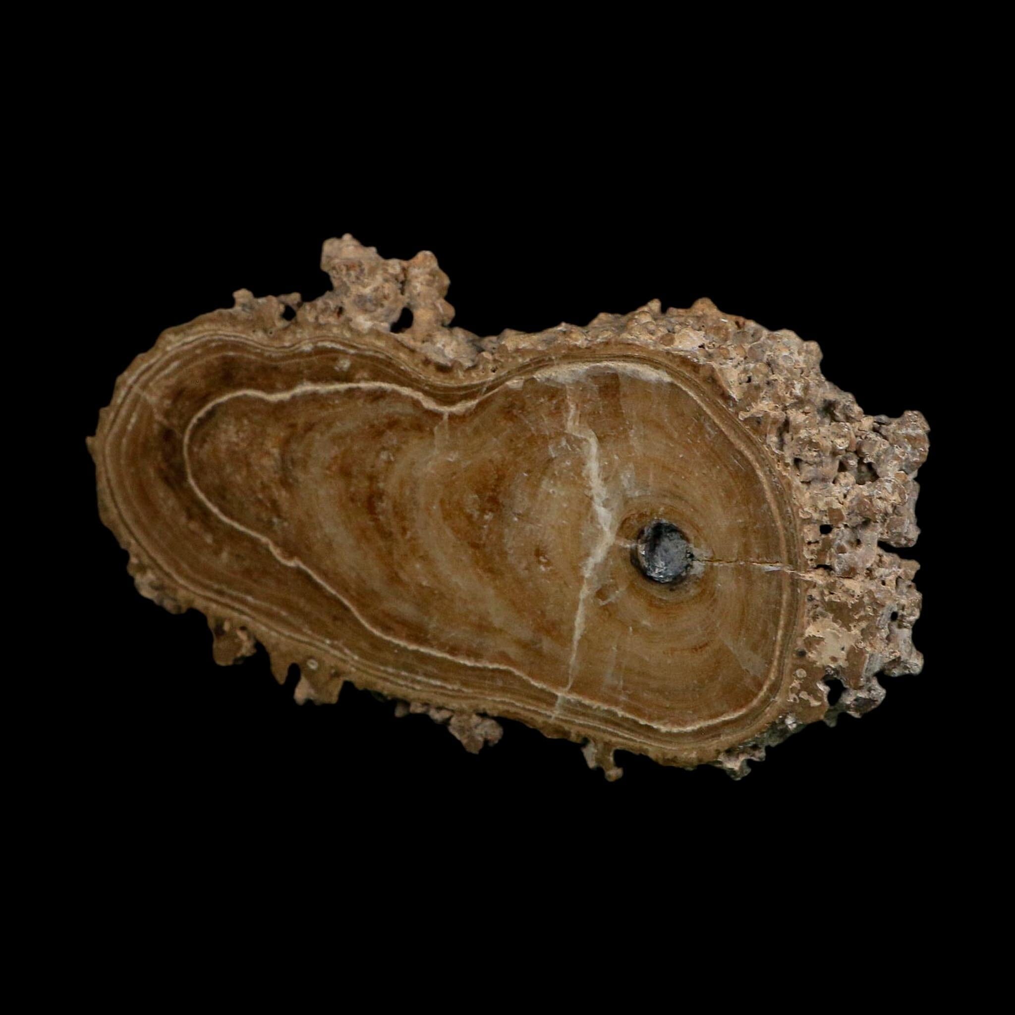 4.6" Aragonite Stalactite Slice Cave Calcite Crystal Mineral Specimen Morocco
