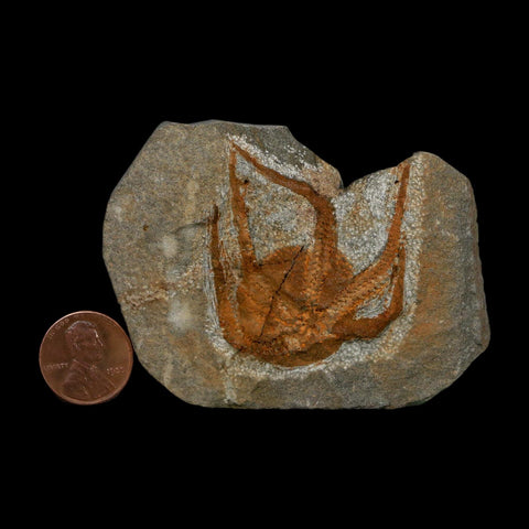 1.7" Brittlestar Ophiura Sp Starfish Fossil Ordovician Age Morocco COA - Fossil Age Minerals