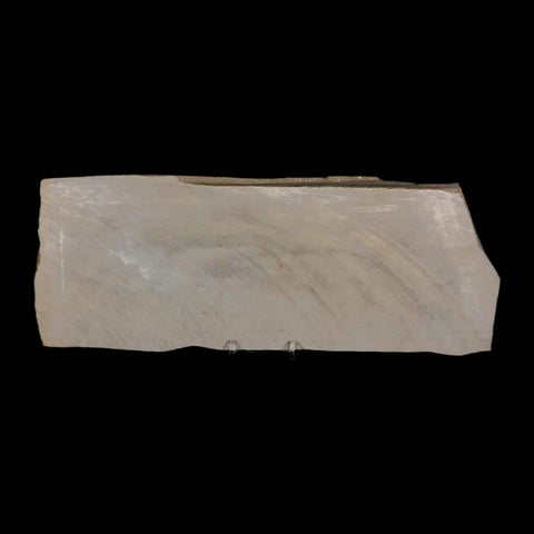 12.2" Eurypterus Sea Scorpion Fossil Mortality Plate Eurypterid Silurian Age New York Stand - Fossil Age Minerals