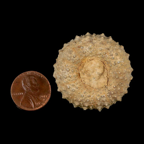 37MM Detailed Fossil Tetragramma Marticense Sea Urchin Echinoid Cretaceous