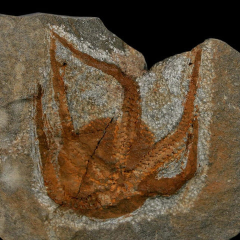 1.7" Brittlestar Ophiura Sp Starfish Fossil Ordovician Age Morocco COA - Fossil Age Minerals