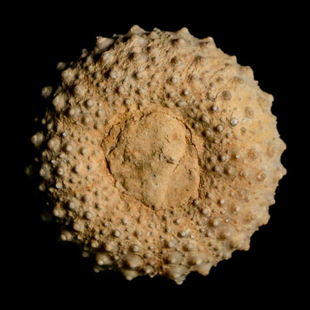 37MM Detailed Fossil Tetragramma Marticense Sea Urchin Echinoid Cretaceous