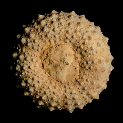 37MM Detailed Fossil Tetragramma Marticense Sea Urchin Echinoid Cretaceous