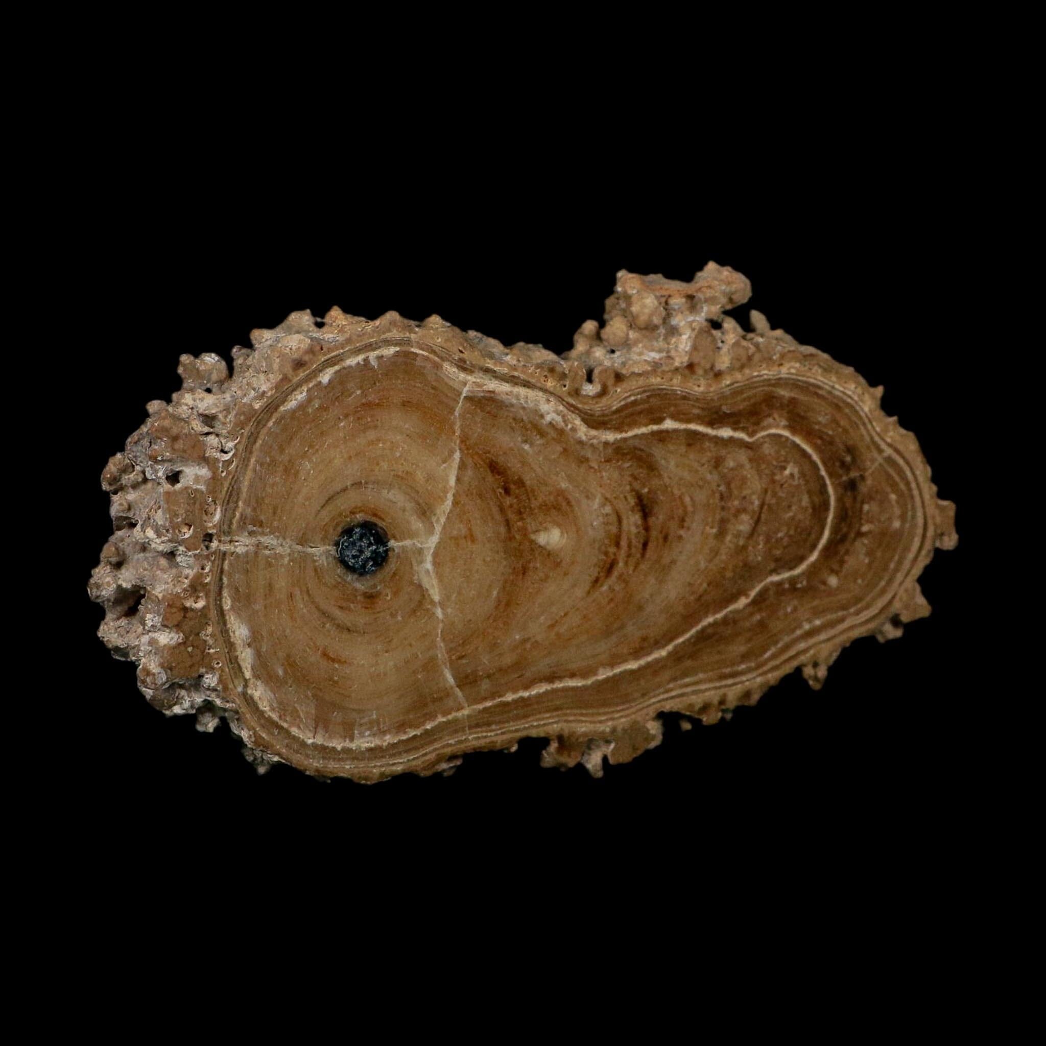 4.6" Aragonite Stalactite Slice Cave Calcite Crystal Mineral Specimen Morocco