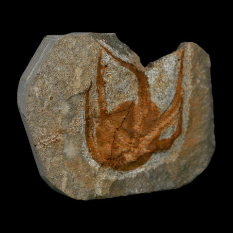 1.7" Brittlestar Ophiura Sp Starfish Fossil Ordovician Age Morocco COA - Fossil Age Minerals