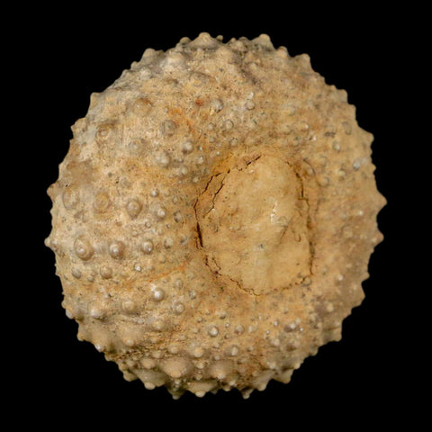37MM Detailed Fossil Tetragramma Marticense Sea Urchin Echinoid Cretaceous