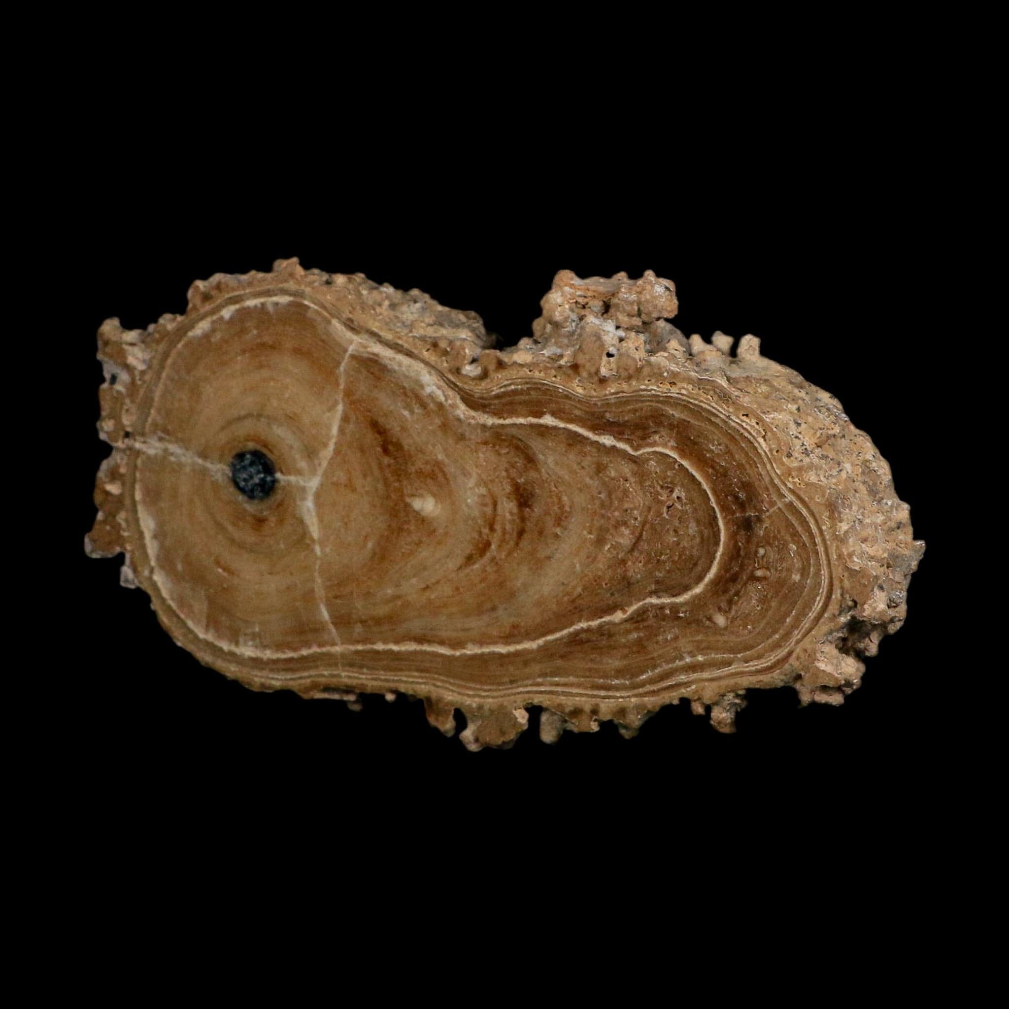 4.6" Aragonite Stalactite Slice Cave Calcite Crystal Mineral Specimen Morocco