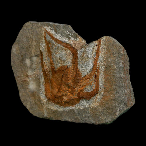 1.7" Brittlestar Ophiura Sp Starfish Fossil Ordovician Age Morocco COA - Fossil Age Minerals