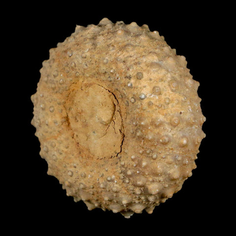 37MM Detailed Fossil Tetragramma Marticense Sea Urchin Echinoid Cretaceous