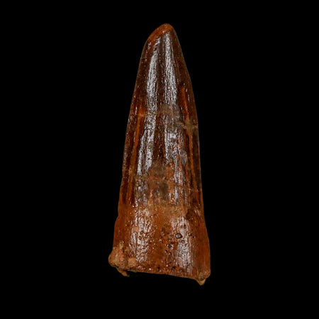 1.6" Spinosaurus Fossil Tooth 100 Million Years Old Cretaceous Dinosaur COA Stand