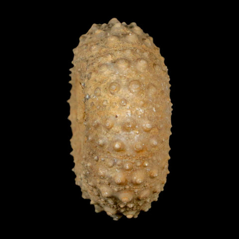 37MM Detailed Fossil Tetragramma Marticense Sea Urchin Echinoid Cretaceous