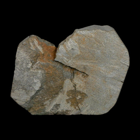 1.7" Brittlestar Ophiura Sp Starfish Fossil Ordovician Age Morocco COA - Fossil Age Minerals