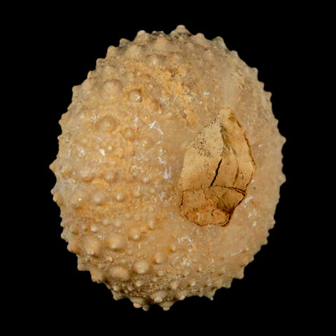 37MM Detailed Fossil Tetragramma Marticense Sea Urchin Echinoid Cretaceous