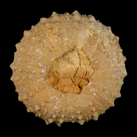 37MM Detailed Fossil Tetragramma Marticense Sea Urchin Echinoid Cretaceous