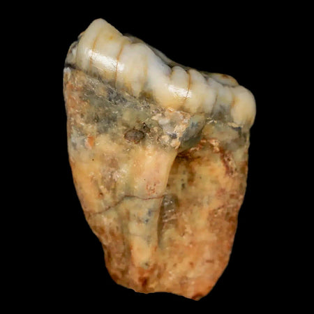 1.1" Extinct Cave Bear Ursus Spelaeus Pre-Molar Tooth Rooted Pleistocene Age COA